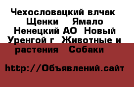 Чехословацкий влчак. Щенки. - Ямало-Ненецкий АО, Новый Уренгой г. Животные и растения » Собаки   